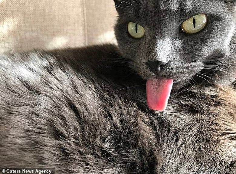 Illustration de l'article : Un chat est condamné à tirer la langue continuellement en raison d’une déformation de la mâchoire